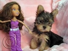 Tiny Micro Teacup Yorkshire terrier Puppies for Sale in Los Angeles California