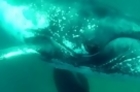 Whale Smashes Divers Camera