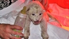 Rare white lion cubs born at Georgian zoo