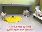 Cute Kittens Caught on Tat the Humane Society of Sarasota County!