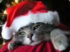 Cute Christmas Kittens, Christmas Kitten, Cute Christmas Cats