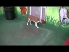 Small Dogs at play 1-9