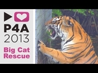PROJECT FOR AWESOME 2013 | BIG CAT RESCUE