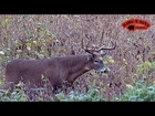 2013 Deer Hunting Jr. Biggest Baddest Dominant Rutting Buck