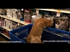 Cat shopping at PetSmart - OFF LEASH