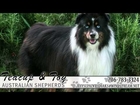 Teacup & Toy Australian Shepherds Video | Dog Breeder in Colbert