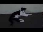 Silly kitten stalks his own tail