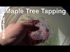 Maple Sap Collection Tips- Backyard Maple Syrup Project : GardenFork.TV