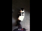 Slow motion Cat Tail Shake