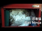 忍者猫! 私を捜してください! Ninja Cat  Please look for me! 猫 子猫 cat kity