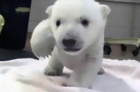 Polar Bear Takes First Steps at Toronto Zoo