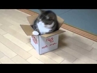 big cat and a small box