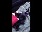 Chihuahua puppy getting tickles!