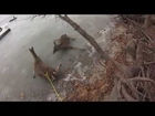 Volunteers Rescue Hapless Deer by Hovercraft