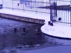 ducks slide