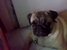How my pug responds to loud noise instead of going away from it...